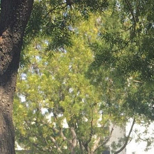 Meet your Posher, Yael